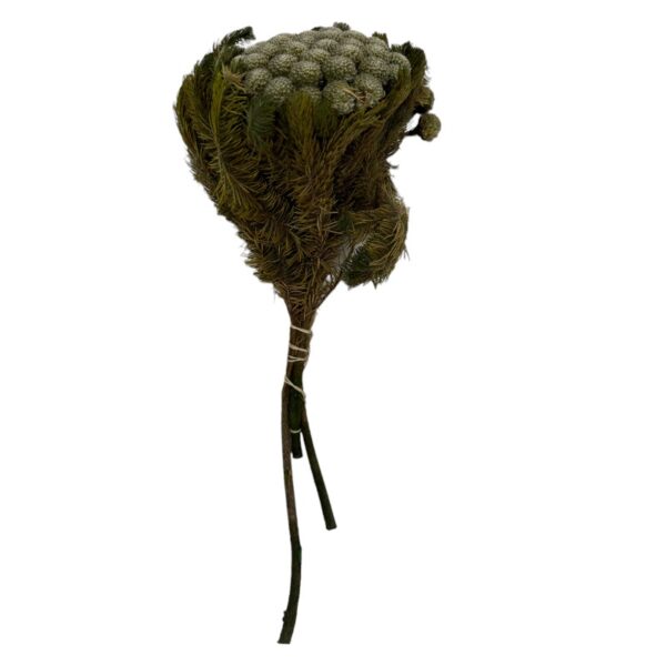 Preserved grey Brunia Albiflora Verdissimo - Image 2