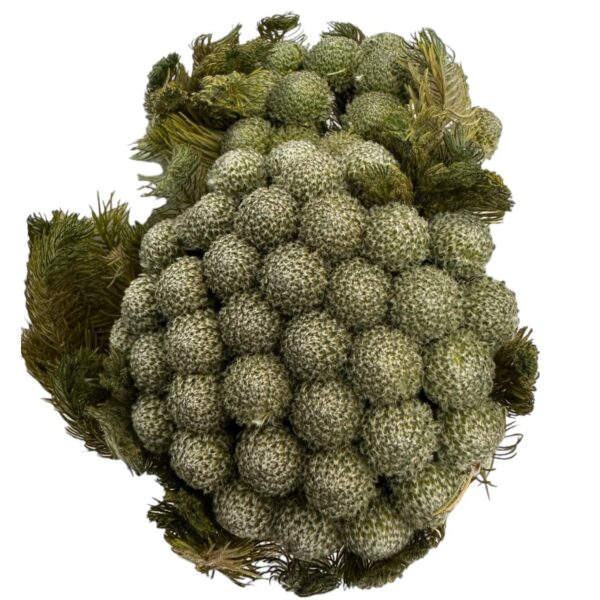Preserved grey Brunia Albiflora Verdissimo
