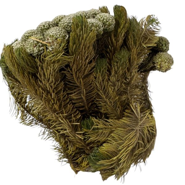 Preserved grey Brunia Albiflora Verdissimo - Image 3