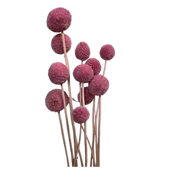 Preserved cherry color craspedia