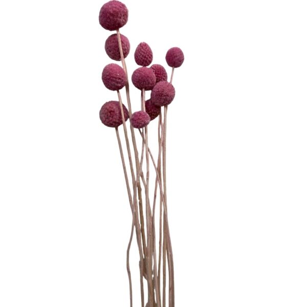 Preserved cherry color craspedia - Image 2