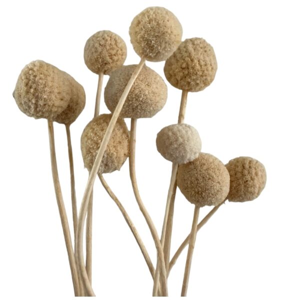 Preserved cream color craspedia