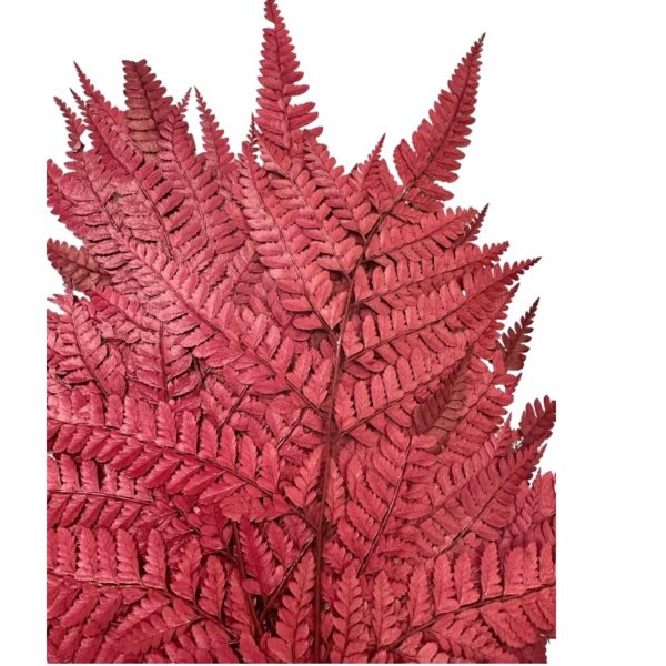 Preserved Cuero fern wine color