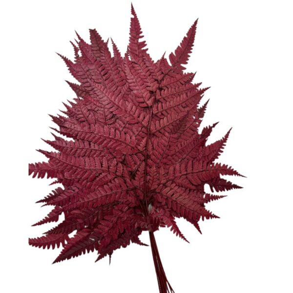 Preserved Cuero fern wine color - Image 2