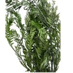 Preserved green false pepper
