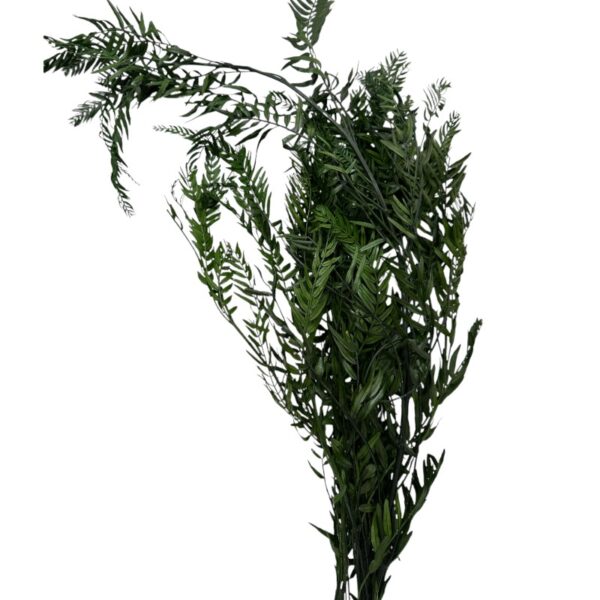 Preserved green false pepper - Image 2
