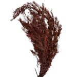 Preserved red false pepper - Image 2