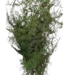 Preserved green asparagus
