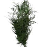 Preserved green asparagus - Image 2