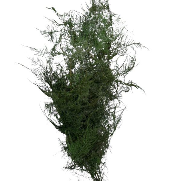 Preserved green asparagus - Image 2