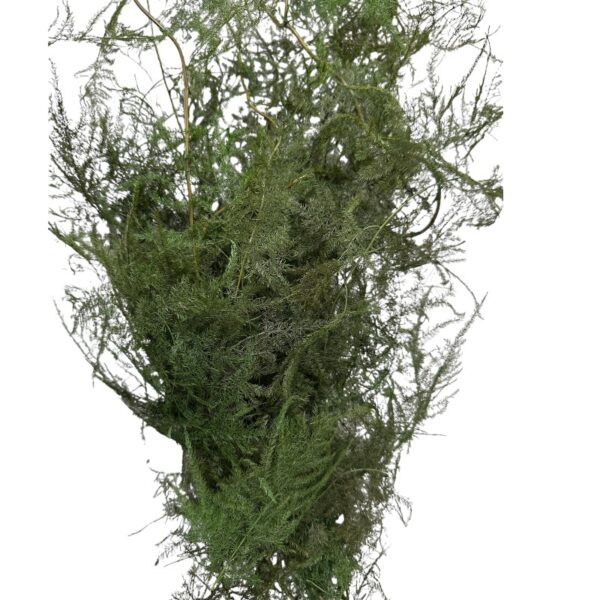 Preserved green asparagus