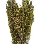 Preserved green erica