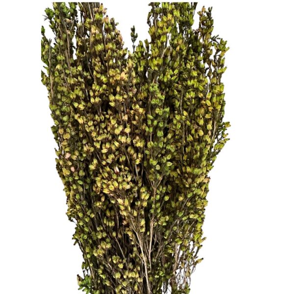 Preserved green erica