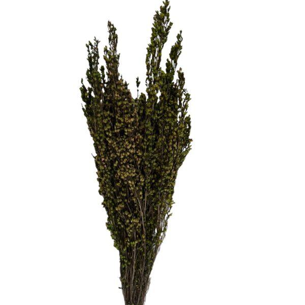 Preserved green erica - Image 2