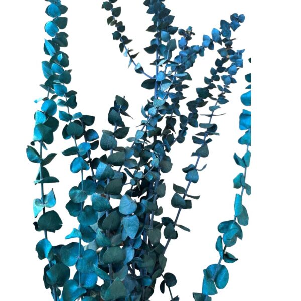 Preserved true green color baby blue eucalyptus