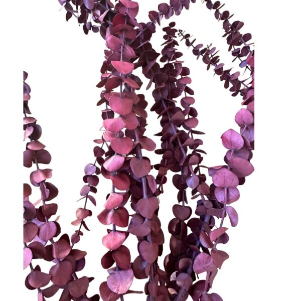Preserved true red color baby blue eucalyptus