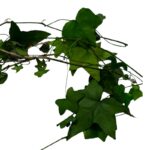 Preserved Ivy green - Image 4
