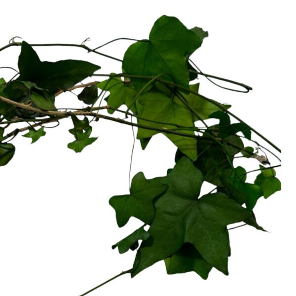Preserved Ivy green - Image 4
