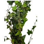 Preserved Ivy green