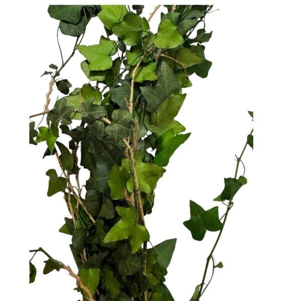 Preserved Ivy green