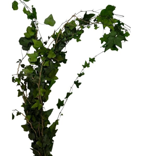 Preserved Ivy green - Image 2