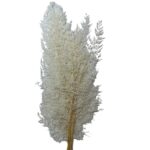 Preserved fern lace white