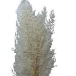 Preserved fern lace white - Image 2