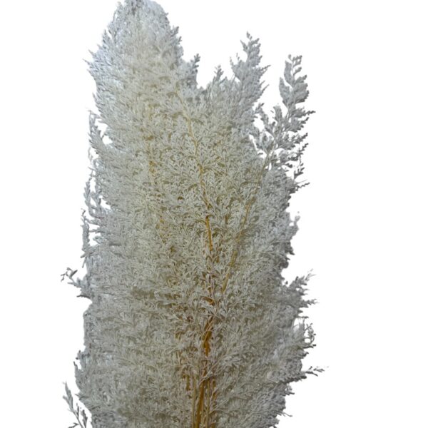 Preserved fern lace white - Image 2