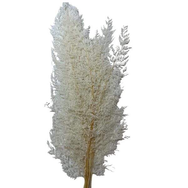 Preserved fern lace white