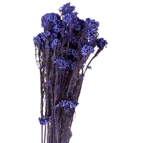 Preserved lilac Rice flowers - Image 2