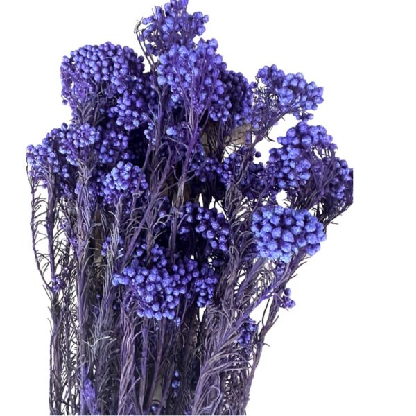 Preserved lilac Rice flowers