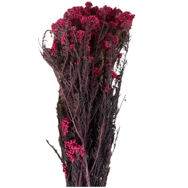 Preserved fuchsia Rice flowers - Image 2