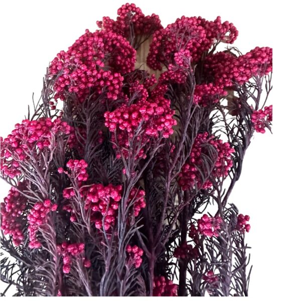 Preserved fuchsia Rice flowers