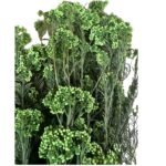 Preserved green Rice flowers