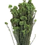 Preserved green Rice flowers - Image 2