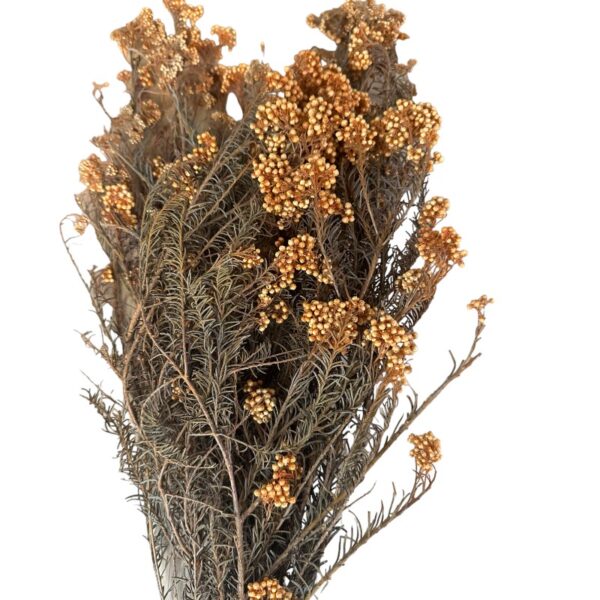 Preserved orange Rice flowers - Image 2