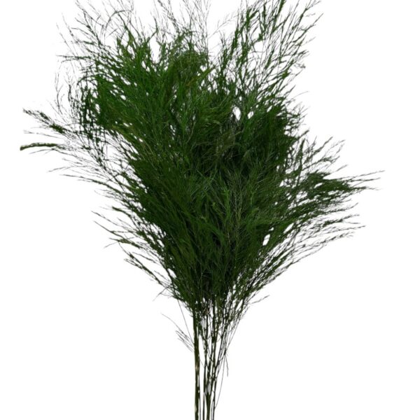 Preserved green Tree fern