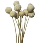 Preserved white craspedia