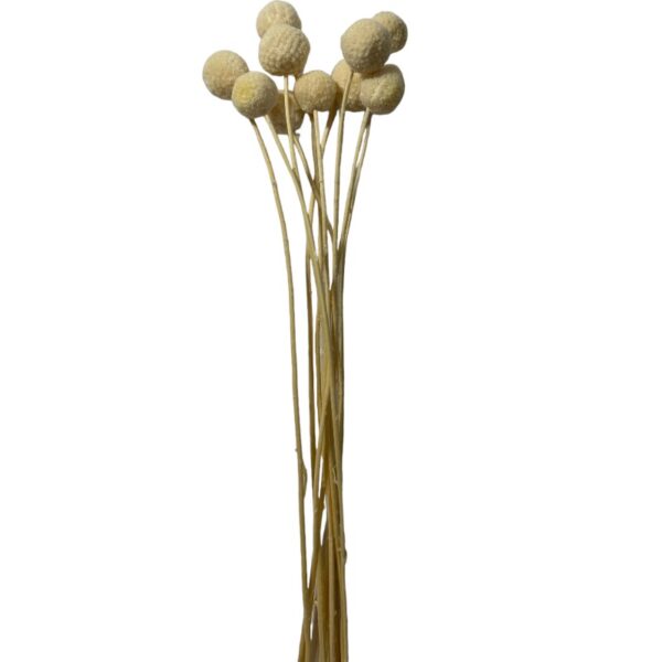 Preserved white craspedia - Image 2