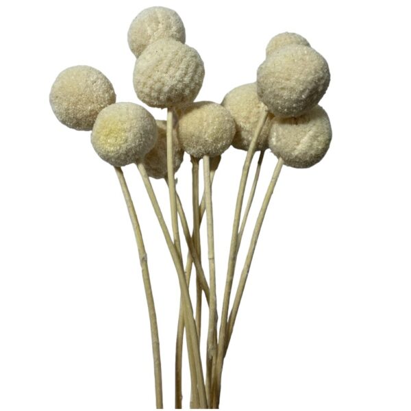 Preserved white craspedia