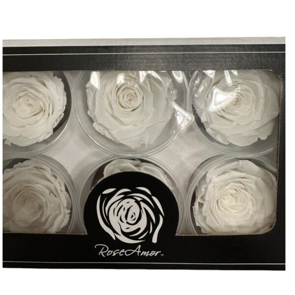 Preserved roses pure white - Image 3