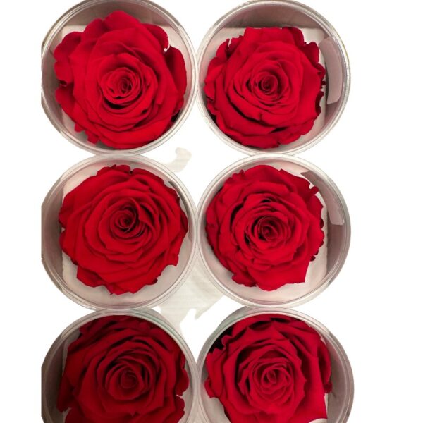 Preserved roses red - Image 3