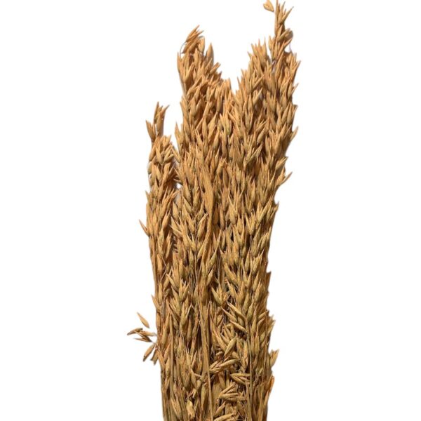 Dry misty light orange oat - Image 2