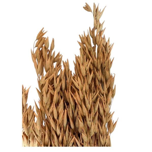 Dry misty light orange oat