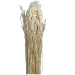Dry white sativa oat - Image 2