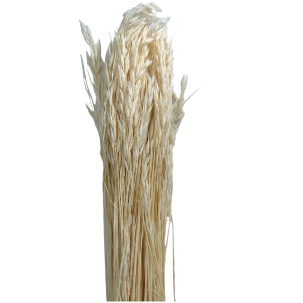 Dry white sativa oat - Image 2