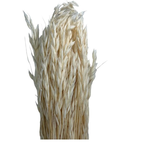Dry white sativa oat