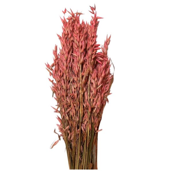 Dry misty dark pink oat - Image 2