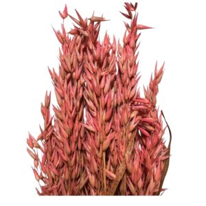Dry misty dark pink oat