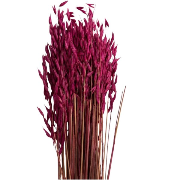 Dry fuchsia sativa oat - Image 2